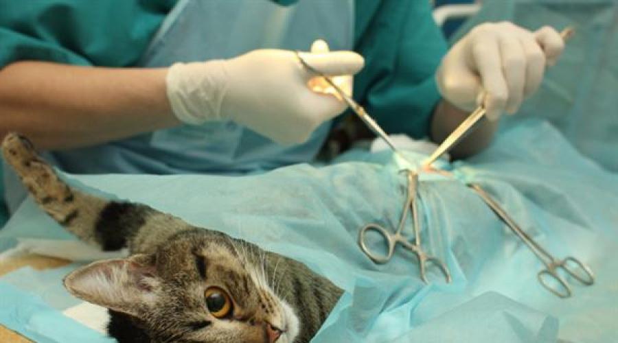 Разбираемся в важных вопросах операции по кастрированию кота. Разница между кастрацией и стерилизацией кошек Что такое кастрация и стерилизация