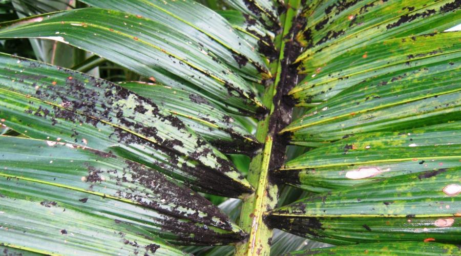 На цветке появились ржавые пятна семейства пальмовых. Болезни пальмы в домашних условиях: диагностика и эффективная терапия. Как создать драцене оптимальный микроклимат