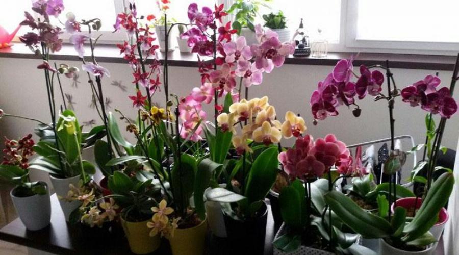 Как ухаживать за орхидеей Фаленопсис: подробные инструкции. Важные особенности ухода за орхидеей фаленопсис Уход за новой орхидеей