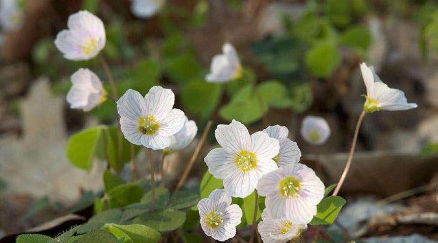 Le sottigliezze della cura dell'incredibile acetosa a casa.  Regole per la cura dell'oxalis da giardino dalla semina alla propagazione Oxalis dalle foglie rosse