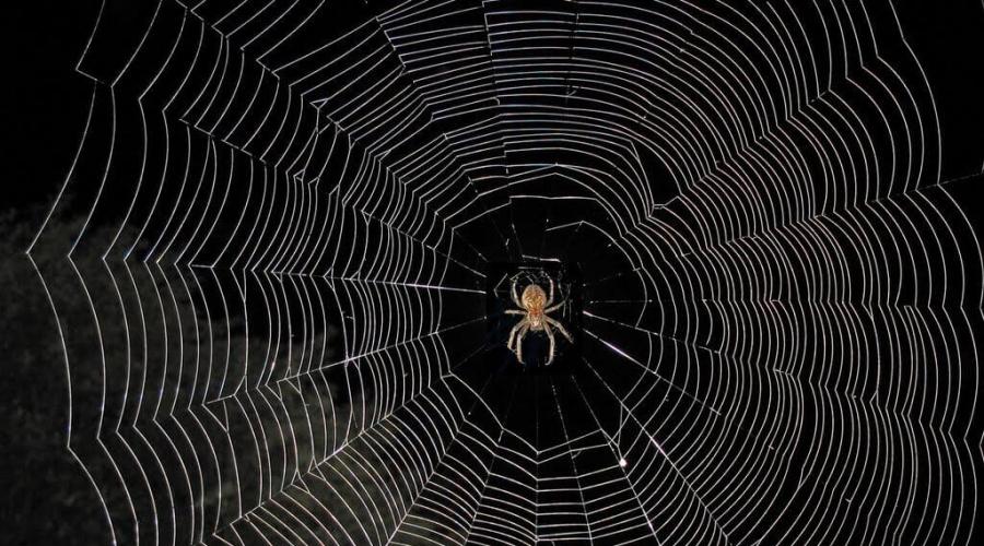 למה לחלום על עכביש עם קורבן?  פירוש חלום: על מה העכביש חולם.  מדוע העכביש חולם, אנו מנתחים את החזון