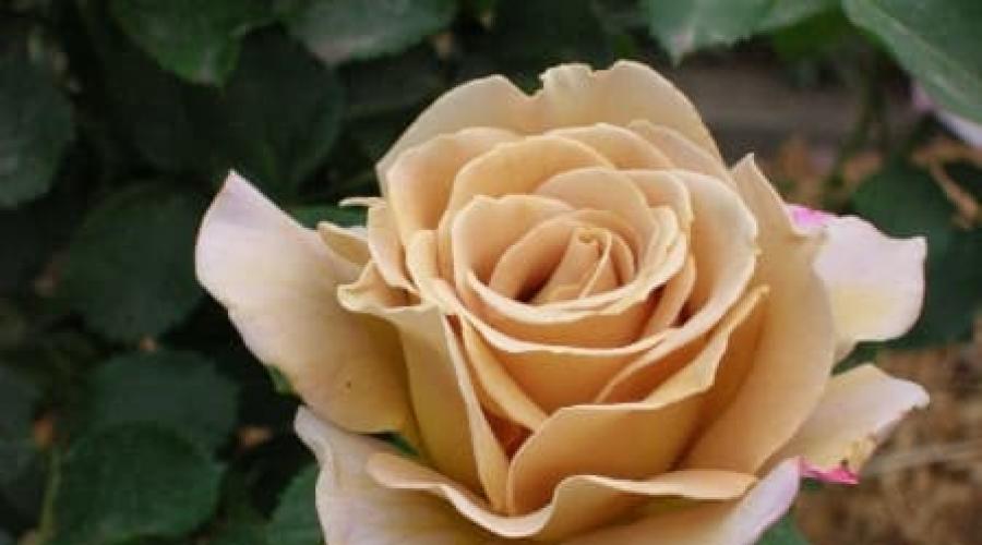 दुनिया की सबसे खूबसूरत लड़कियां और उनके गुलाब। सबसे खूबसूरत गुलाब: सबसे अच्छी किस्मों, विवरण, फोटो। बेस्ट ग्रैंडफ्लो गुलाब