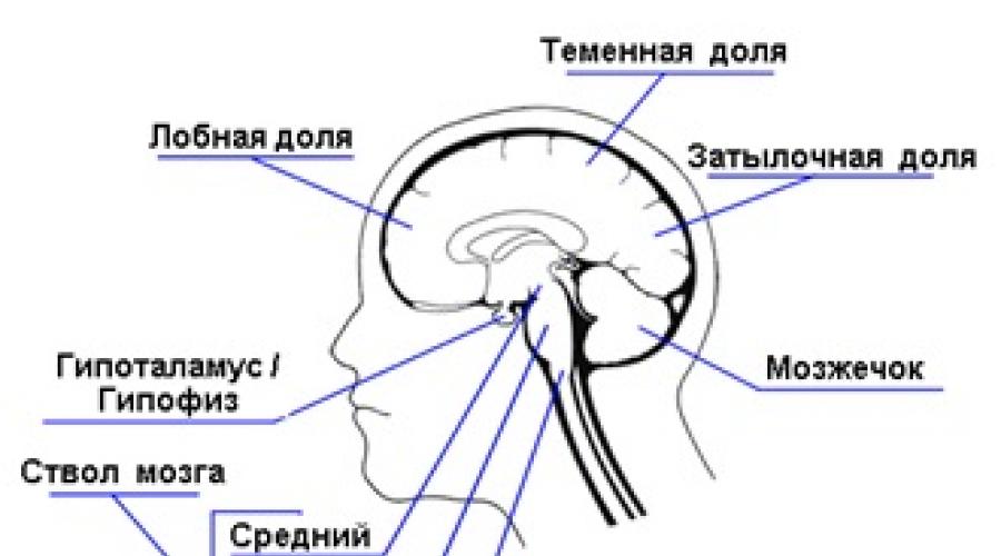 Функции головного мозга в нервной системе. Строение ЦНС. Центральная нервная система схема функции мозговой оболочки. Структура головного мозга рисунок 8 класс. Cхемы Гайваронского по цнсатомия.