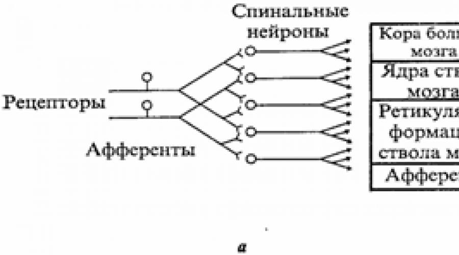 Шпаргалка физиология