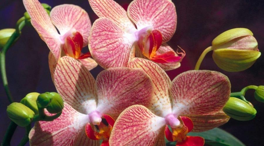 How to water orchid. Care for orchids in a pot at home. Basic problems in the cultivation of orchids