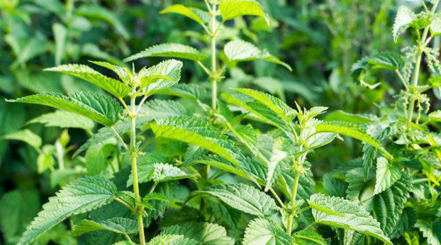 Apa saja manfaat infus herbal untuk tanaman?  Detail penyiapan pupuk hijau dari rumput.  Cara menyiapkan pupuk hijau cair