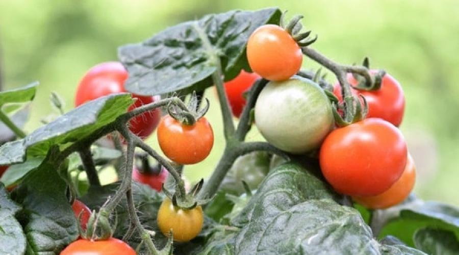 Посадочные дни томатов в мае. Высадка томатов в мае: благоприятные дни и полезные советы. Неблагоприятные дни для посева семян
