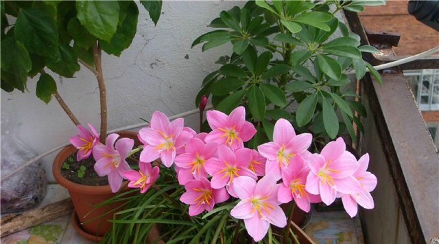 Forzare i crochi a casa.  Coltivazione di bulbi a fioritura primaverile sul balcone Preparazione del materiale da piantare