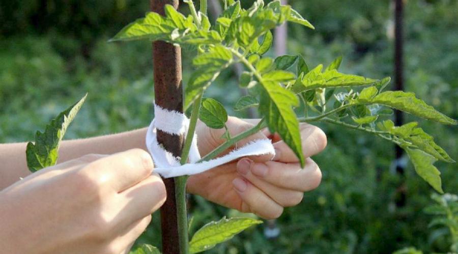 Pomodori giarrettiera in serra: i modi migliori.  Pomodori giarrettiera in una serra: i modi migliori Come legare correttamente i pomodori in una serra