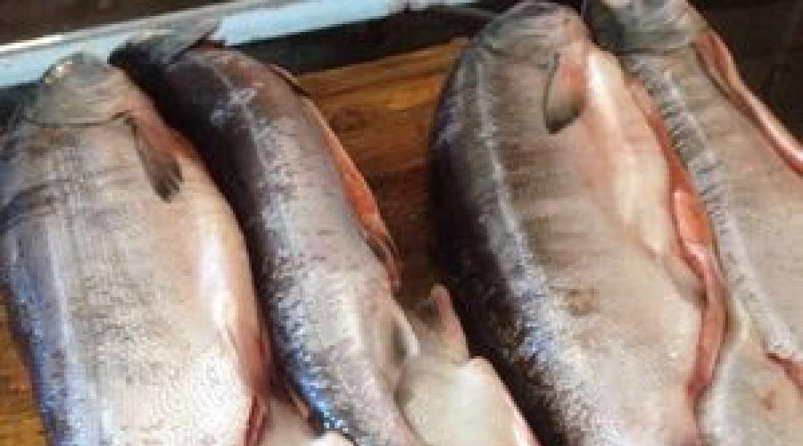 نرکا روغنی است.  ماهی سالمون جورابی چه نوع ماهی: توضیحات مفصل.  زیستگاه های معمولی