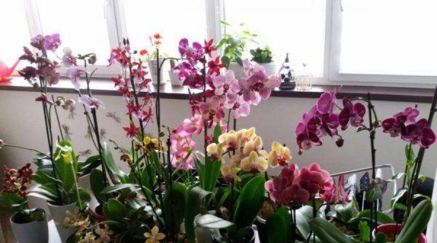 Как ухаживать за орхидеей в домашних условиях. Как вырастить прекрасные цветы орхидеи у себя дома Уход за орхидеями дома