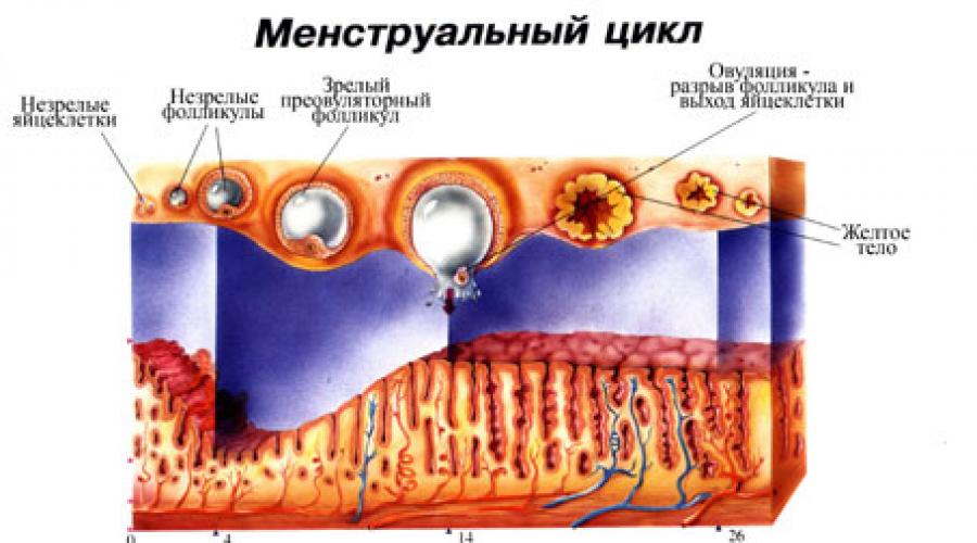 Разрыв овуляции. Фаза пролиферации овариально-менструального цикла. Менструальный цикл анатомия. Фазы месячного цикла. Менструальный цикл фото.
