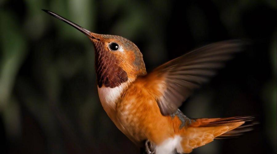 Gde živi komisirani. Hummingbird, ptica. Najmanja ptica na svijetu: opis, fotografija i cijena. Prirodni neprijatelji ptica