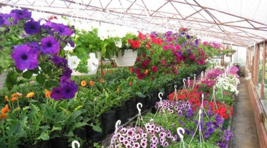Какие цветы можно выращивать на продажу? Выращивание комнатных цветов на продажу Какие комнатные растения пользуются спросом