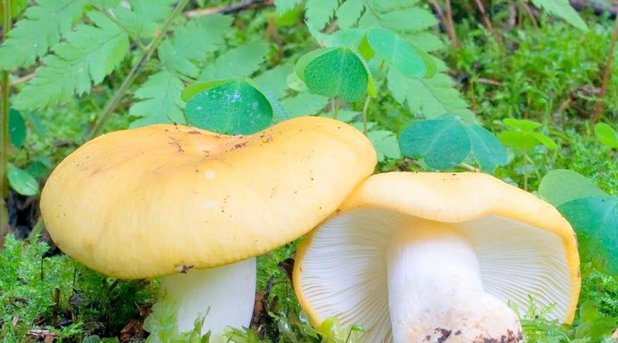 Russula is ocher, also known as lemon.  Central Russia Russula: description and photo of mushrooms.  What does Russula look like?