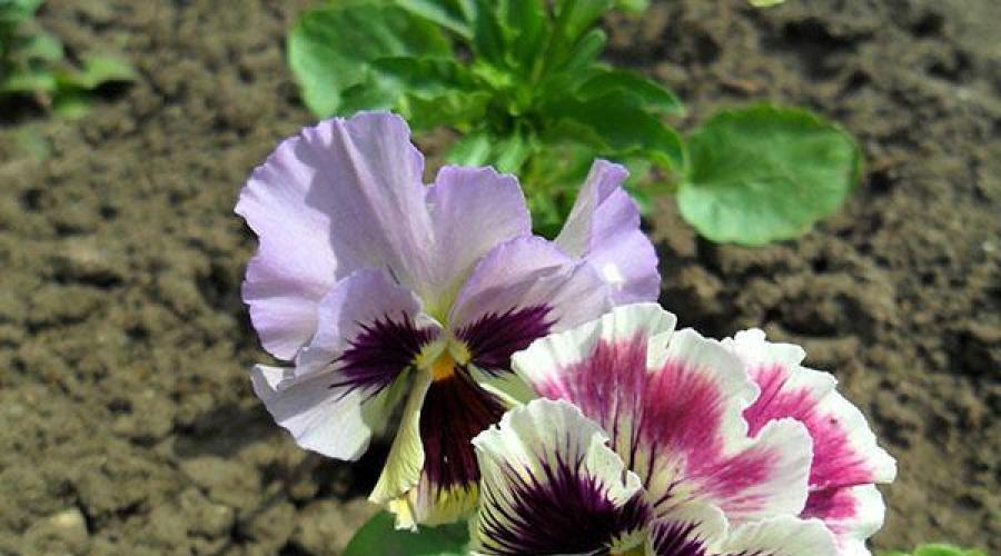 Kako posaditi viole.  Viola (cvijeće) - raste iz sjemena.  Kako posaditi maćuhice za sadnice: pravila i metode