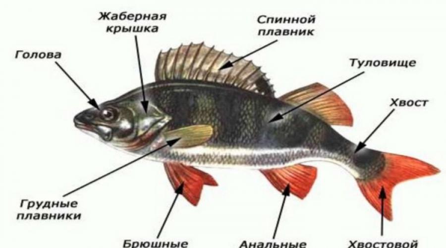 Строение и функции систем органов рыб. Внутреннее строение рыб. Вопросы для самопроверки