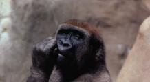 Разновидность горилл. Из книги гиннеса. Гориллы обладают дружелюбным характером