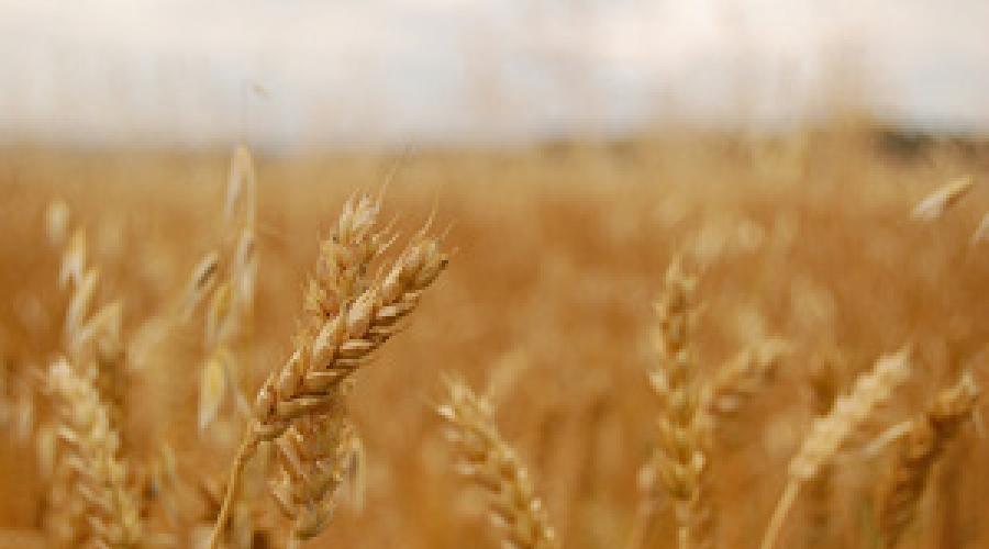 Можно ли кушать зерно. Пророщенное зерно: сила новой жизни. Проростки зеленой гречихи