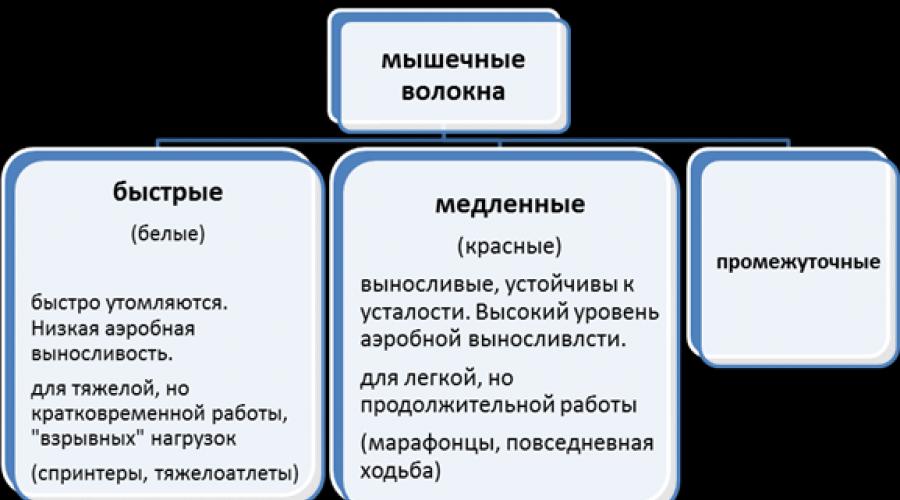 Белые и красные мышечные волокна фото